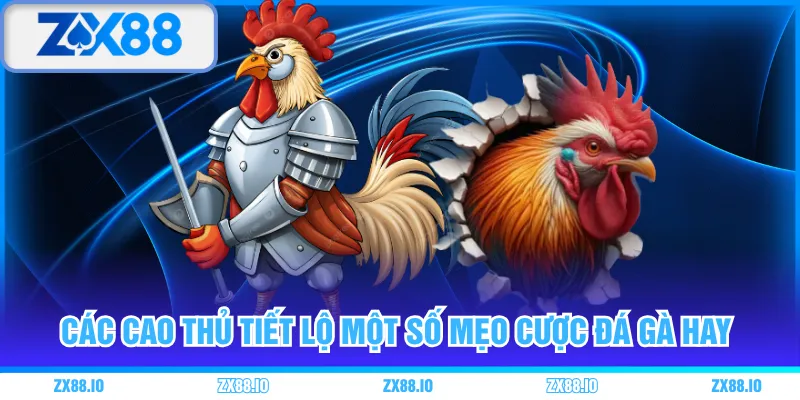 Các cao thủ tiết lộ một số mẹo cược đá gà hay