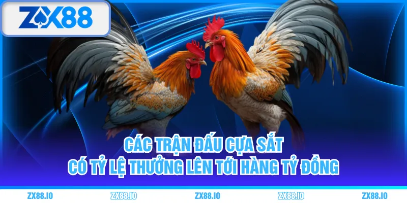 Các trận đấu cựa sắt có tỷ lệ thưởng lên tới hàng tỷ đồng