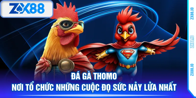 Đá gà Thomo